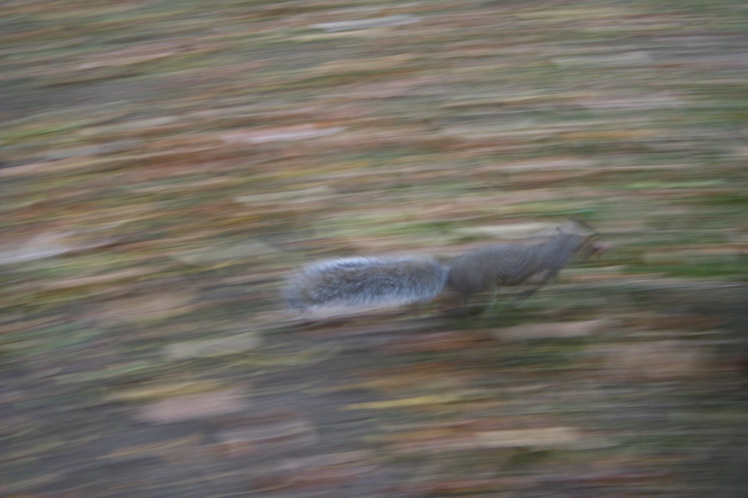 squirrel-blur