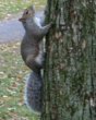 squirrel