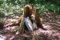 Stakes leaning on a stump