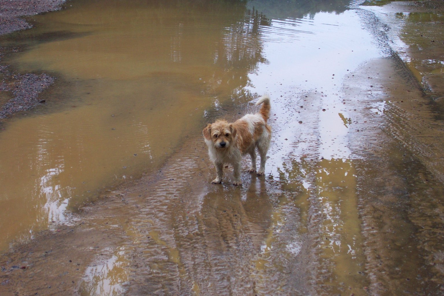 flooddog