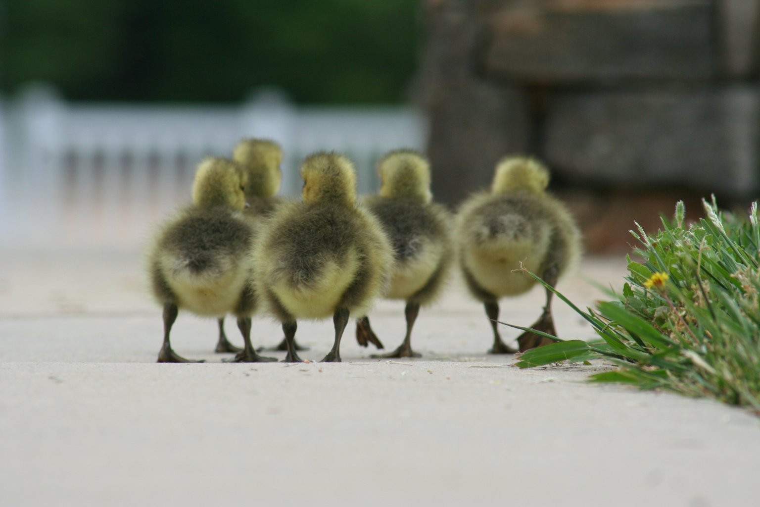 goosebutts