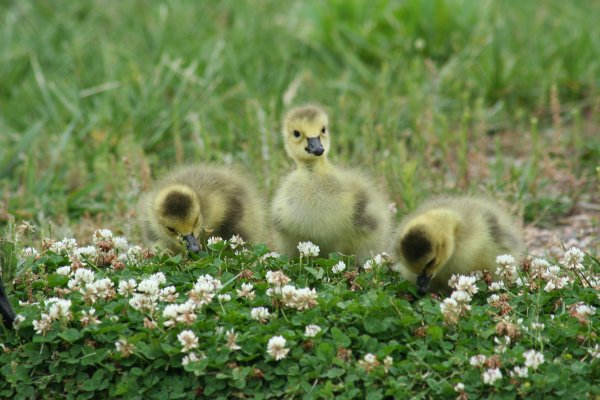 goslings