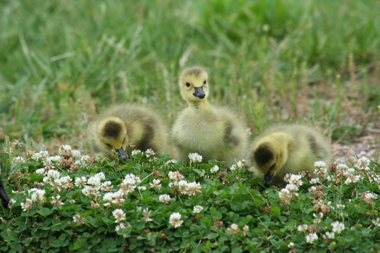 goslings