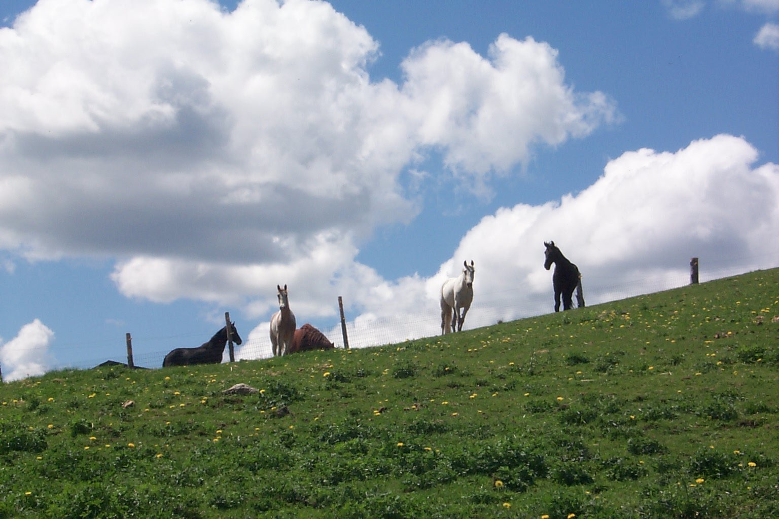 horses+clouds