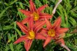 tigerlilies