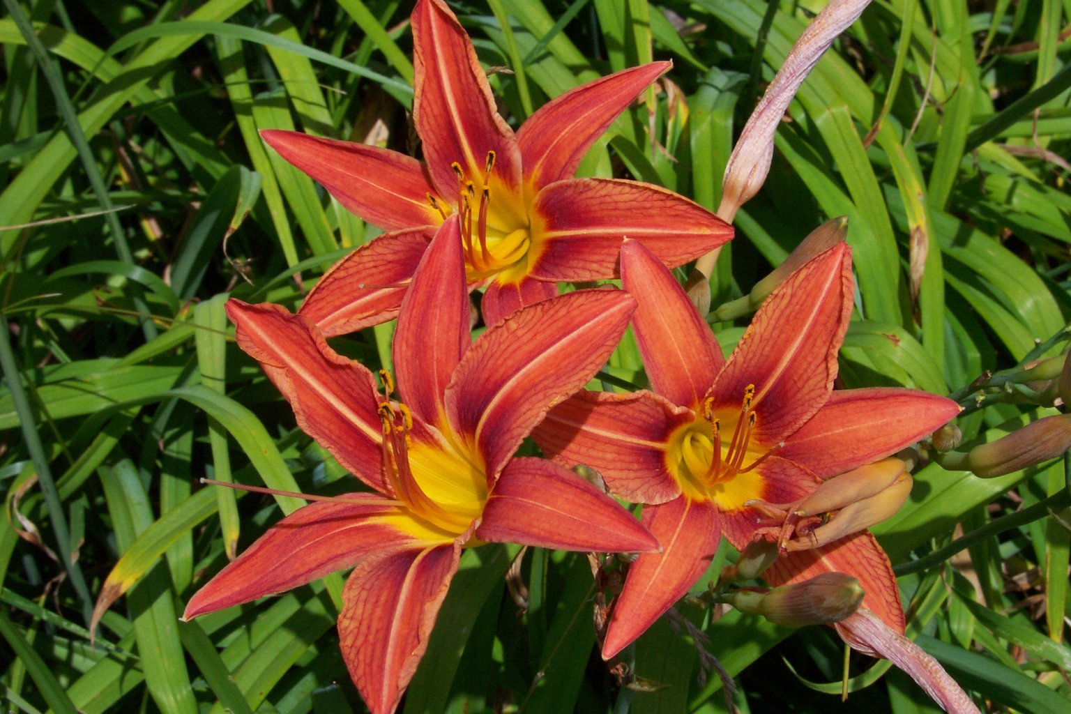 tigerlilies