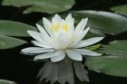 waterlily