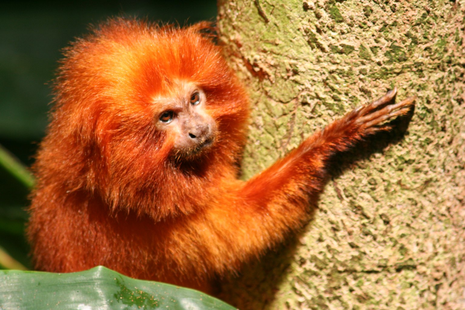 orangemonkey