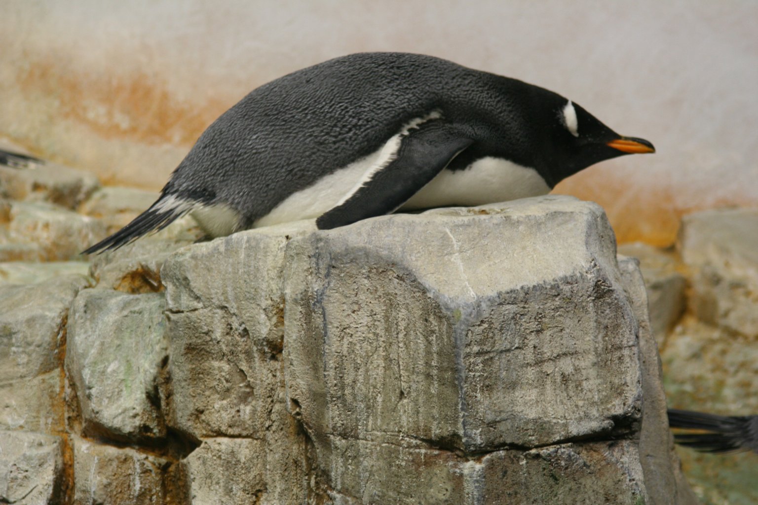 penguin