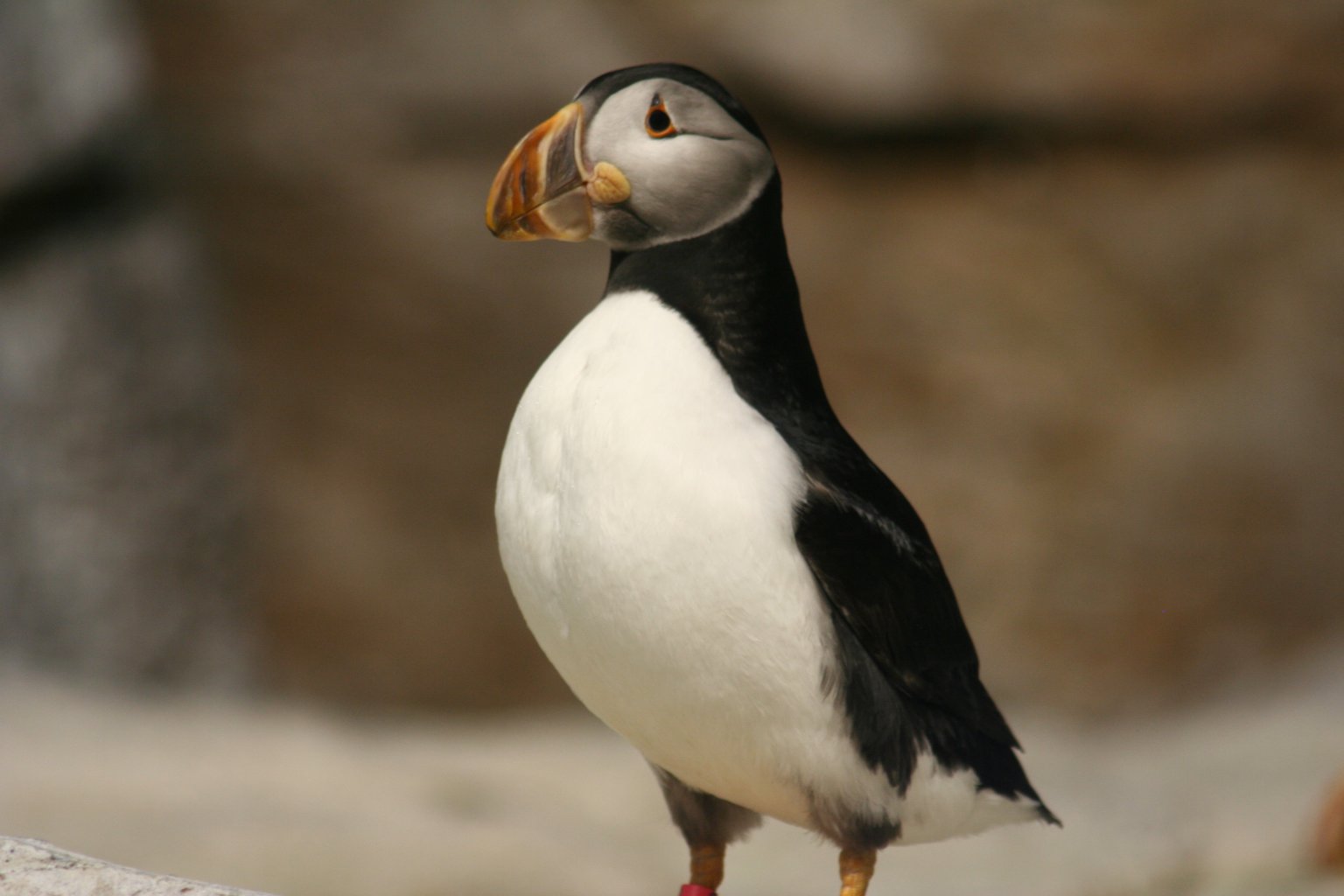 puffin